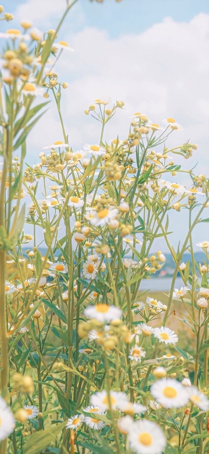 壁纸 小雏菊 温柔