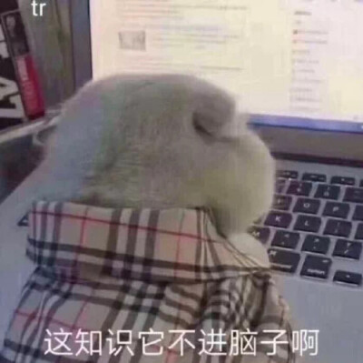 今后
哦咯了通天峡咯狗狗墨色哦热狗女某。。