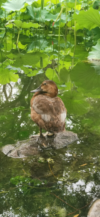 幸于苏州园林