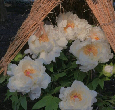 背景图 风景静物 花朵