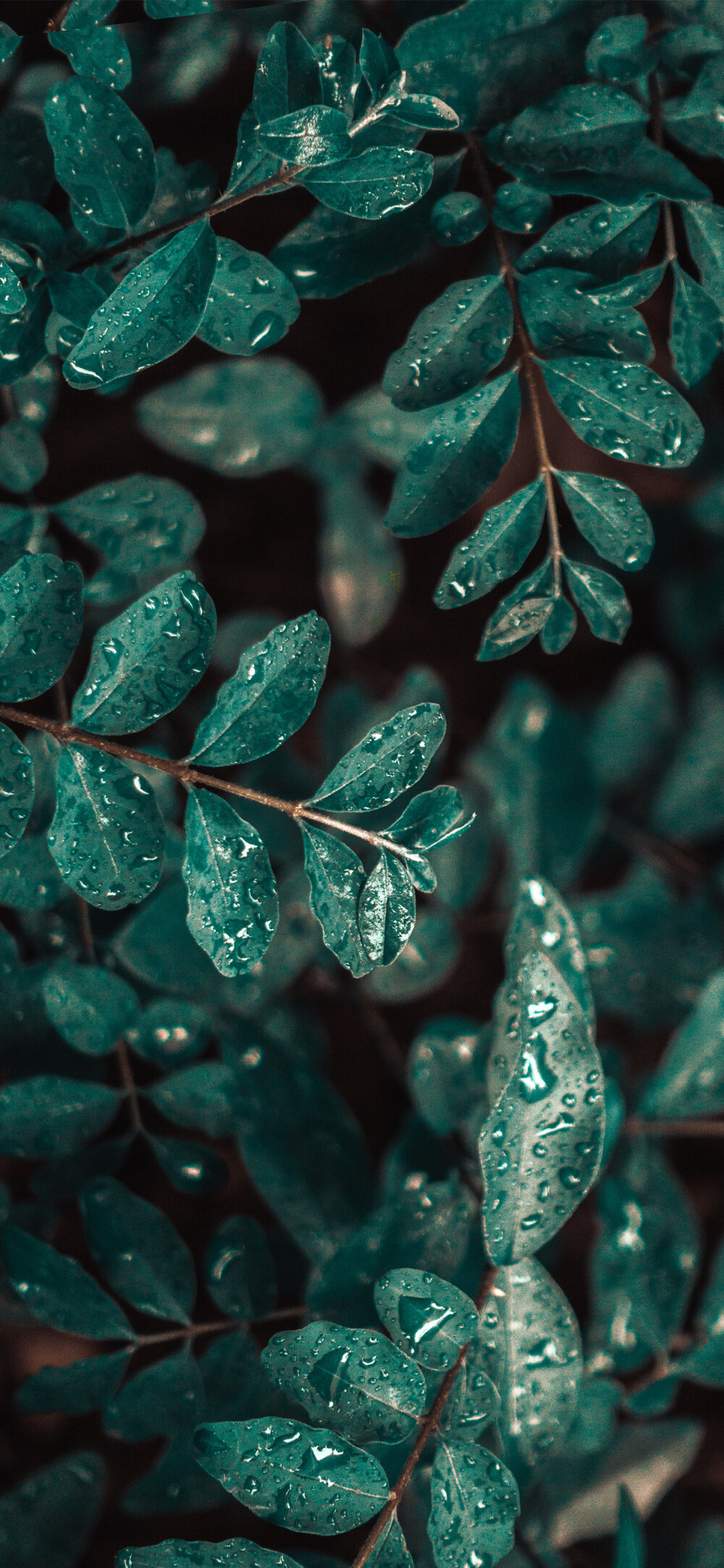 最近总是下雨
好凉快