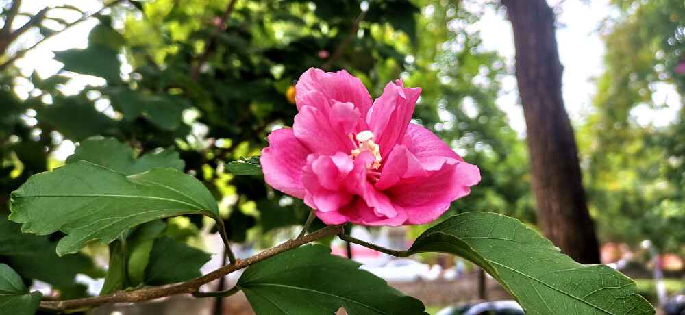 进入夏天以来，在吉安城区不少路段的木槿花开正盛，花朵色彩淡雅，清新艳丽，十分夺目，为城区增添了一道新的靓丽风景线。据了解，木槿花与其它花种最大的不同点是花瓣上几乎闻不到花香。它不像玫瑰花色彩绚烂，也不像茉莉花清香四溢，更不像牡丹花富丽娇贵。人们通常用坚强、永恒美丽和生命力极强来形容木槿花“性格”。(摄/肖勇)