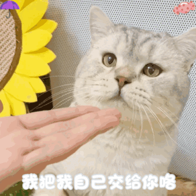 dt雨伞