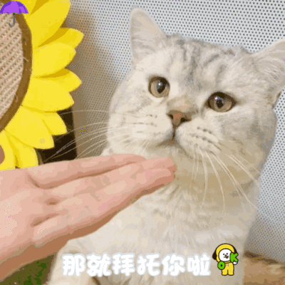 dt雨伞