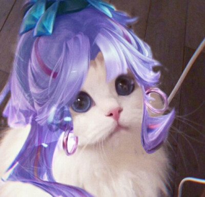 猫咪王者接头
图源：微博超话：吴kiwi是一只布偶
辛苦收集整理的，礼貌拿图，谢谢点赞收藏和关注