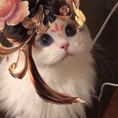 猫咪王者接头
图源：微博超话：吴kiwi是一只布偶
辛苦收集整理的，礼貌拿图，谢谢点赞收藏和关注