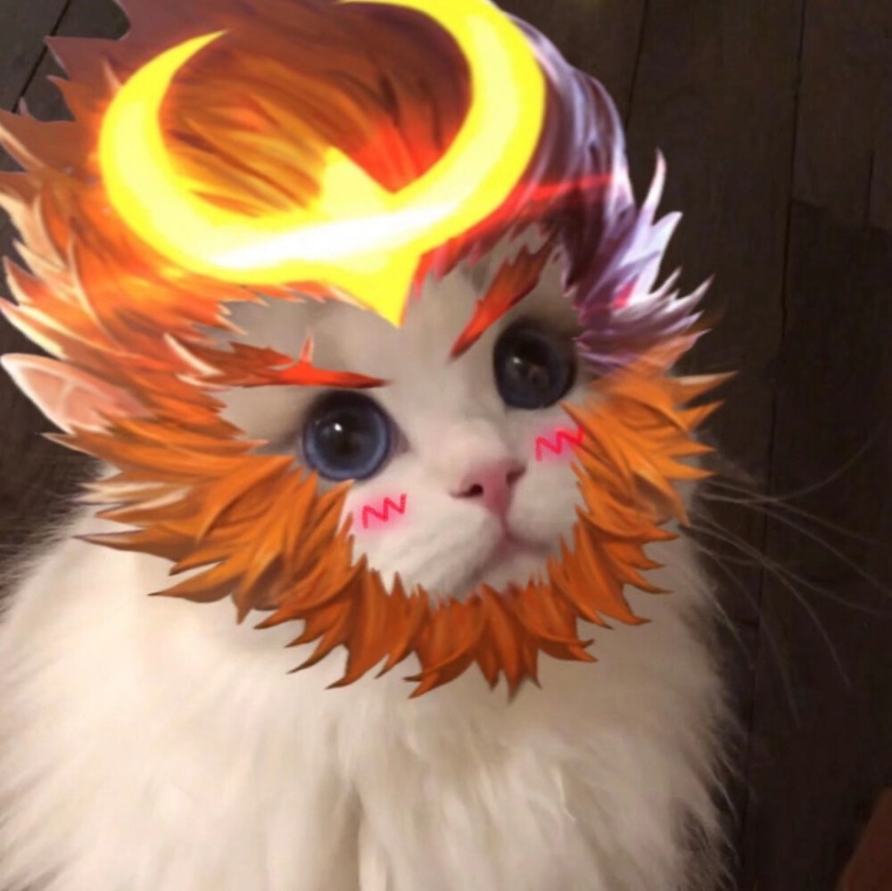 猫咪王者接头
图源：微博超话：吴kiwi是一只布偶
辛苦收集整理的，礼貌拿图，谢谢点赞收藏和关注