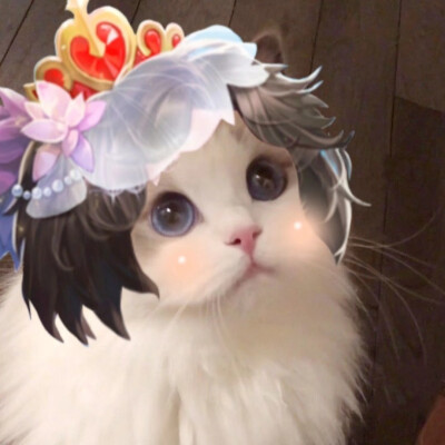 猫咪王者接头
图源：微博超话：吴kiwi是一只布偶
辛苦收集整理的，礼貌拿图，谢谢点赞收藏和关注
