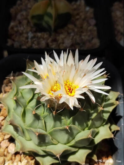 仙人掌科 大统领 Thelocactus bicolor