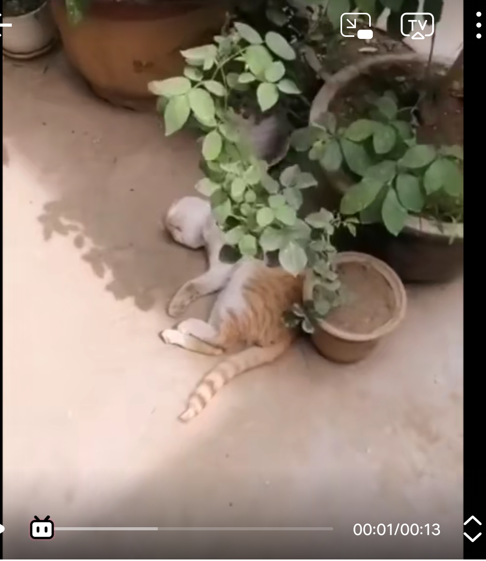 猫.惬意猫生