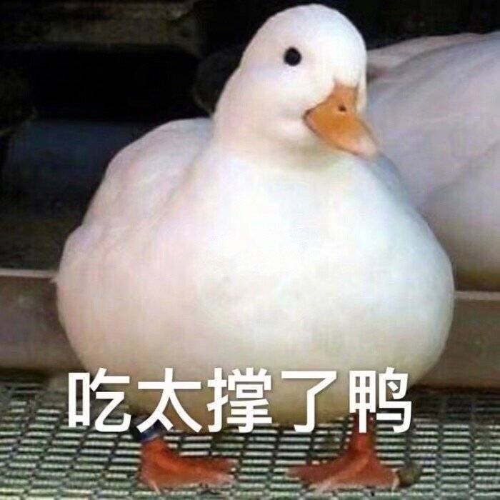 表情包鸭