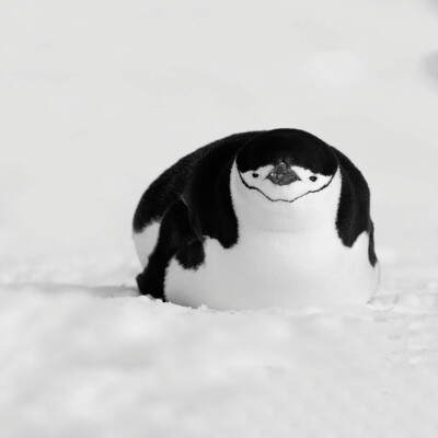 一只胖企鹅呵呵真好笑