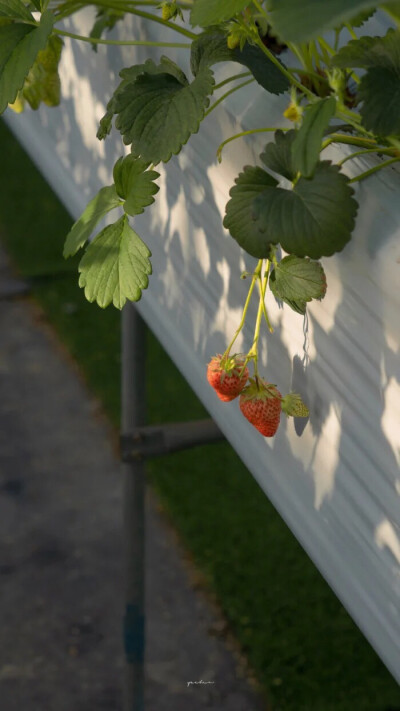 雏菊