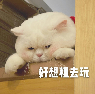 可爱表情包‖ 球球在线豪横