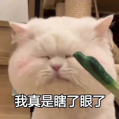 可爱表情包‖ 球球在线豪横