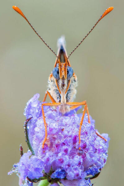  水珠
蝶类清晨时很容易找到水珠 :) Photograph by Ivan Vidakovic