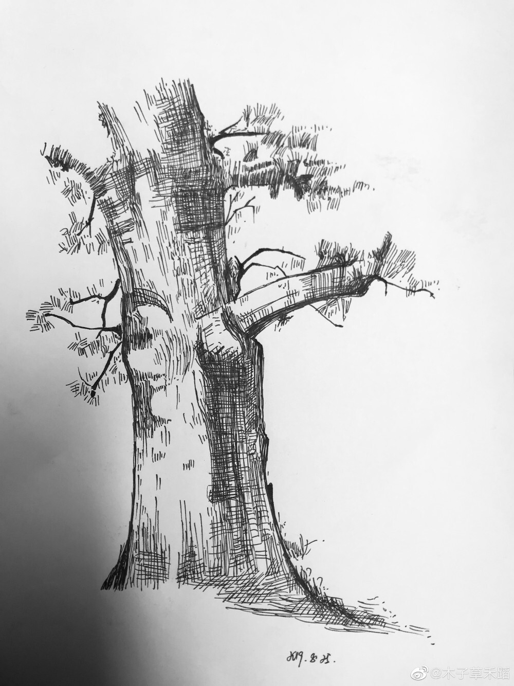 树钢笔画