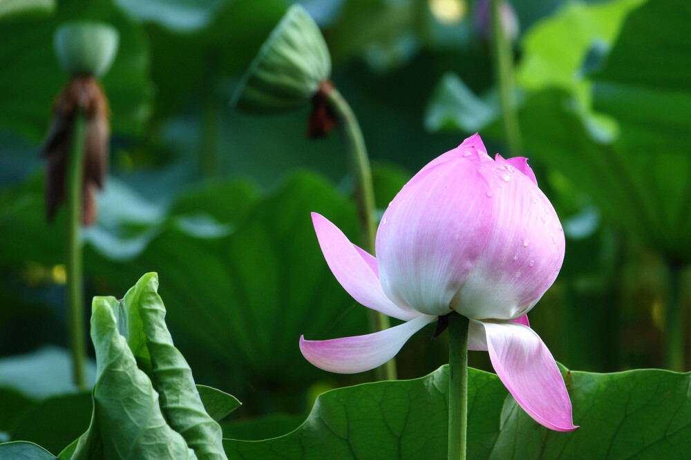 【原创】《七绝·思荷》（平水韵六麻）
又逢小暑赏荷花，
路远时艰未到家，
翻阅美篇心也慰，
莲香叶绿走天涯。
图文/老城
2020.7.6于多伦多。
（订阅 @一诗一文 发现诗意生活、每天给你温暖陪伴 ）