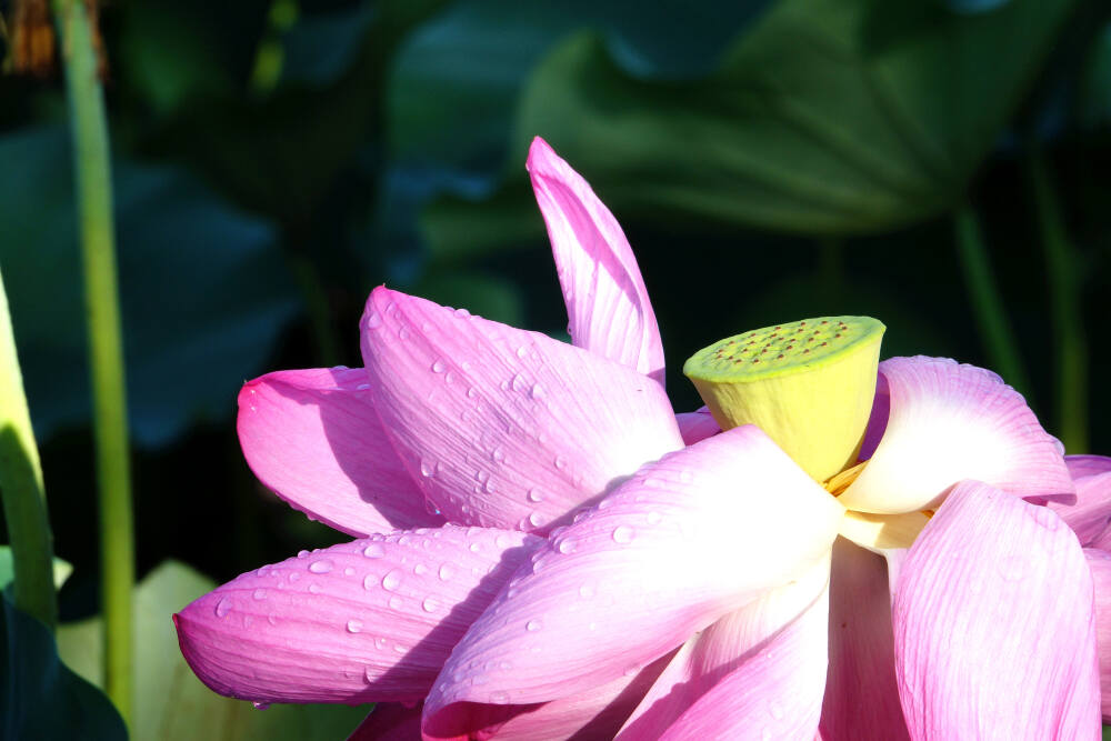 【原创】《七绝·思荷》（平水韵六麻）
又逢小暑赏荷花，
路远时艰未到家，
翻阅美篇心也慰，
莲香叶绿走天涯。
图文/老城
2020.7.6于多伦多。
（订阅 @一诗一文 发现诗意生活、每天给你温暖陪伴 ）