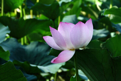 【原创】《七绝·思荷》（平水韵六麻）
又逢小暑赏荷花，
路远时艰未到家，
翻阅美篇心也慰，
莲香叶绿走天涯。
图文/老城
2020.7.6于多伦多。
（订阅 @一诗一文 发现诗意生活、每天给你温暖陪伴 ）