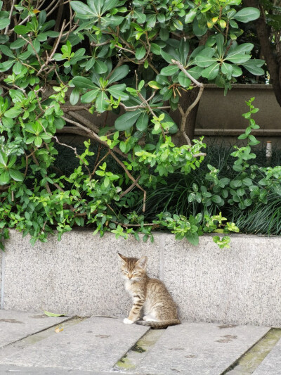 路边的野花不要采