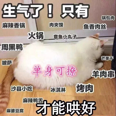猫咪表情包 生气了 只有好吃的能哄好