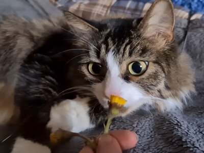 这是俄罗斯女汉子妮卡家的西伯利亚森林猫莫洛克，图片是我在B站UP主Josany的转载视频中截取的QAQ因为莫洛克真的太好看了啊啊啊啊啊啊啊【仅供个人收藏，不可商用】