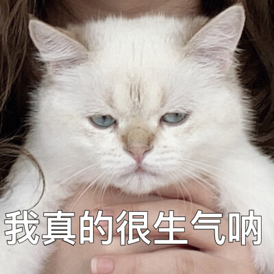 猫猫 表情包