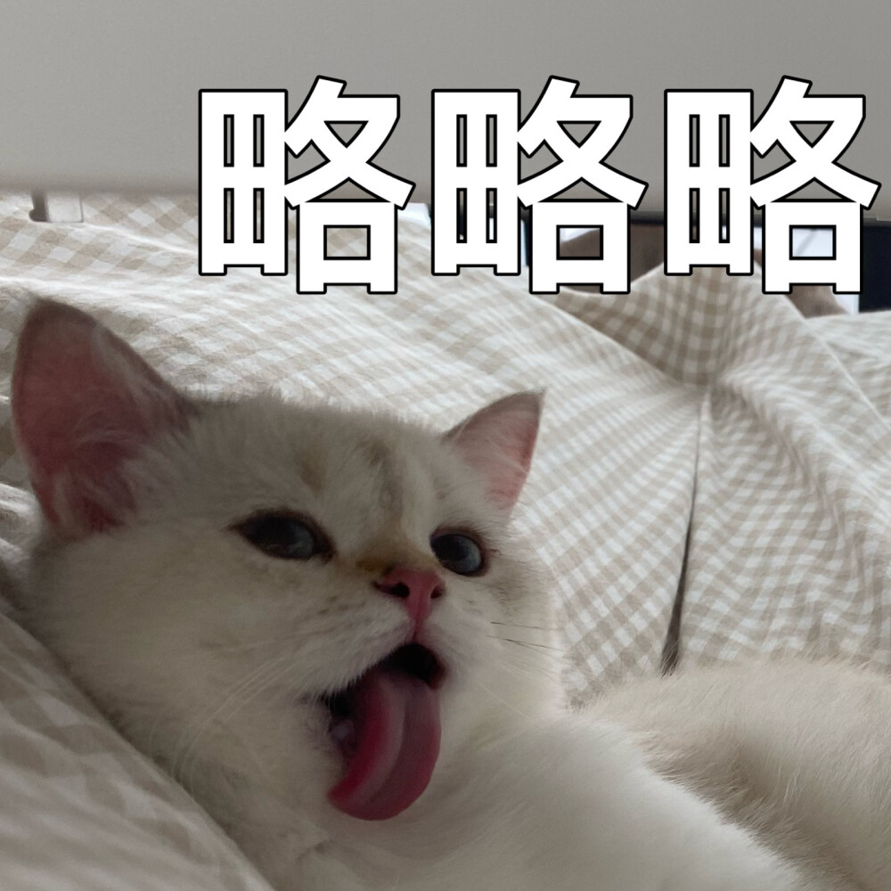 猫猫 表情包