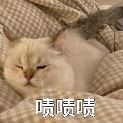 猫猫 表情包