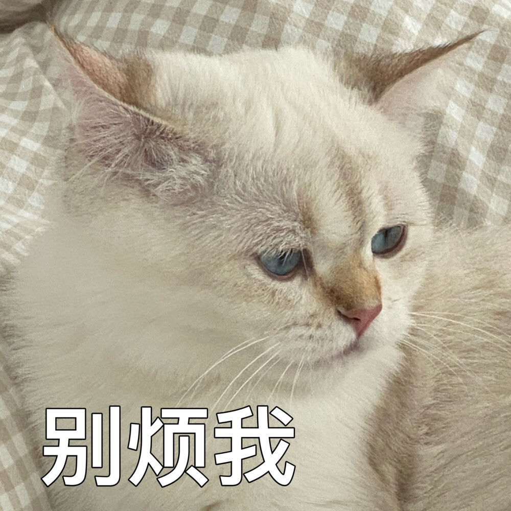 猫猫 表情包