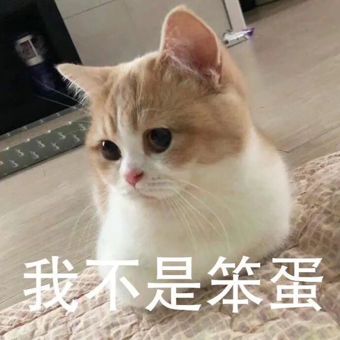 猫咪表情包 我不是笨蛋