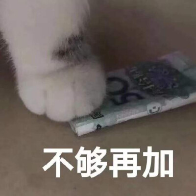 猫咪表情包 50 不够再加