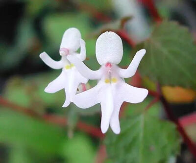 学名：Impatiens Bequaertii（凤仙花属