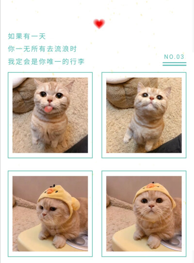 萌宠猫咪情侣头像