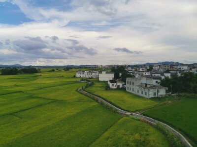 田野