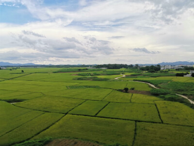 田野