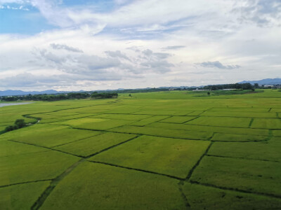 田野