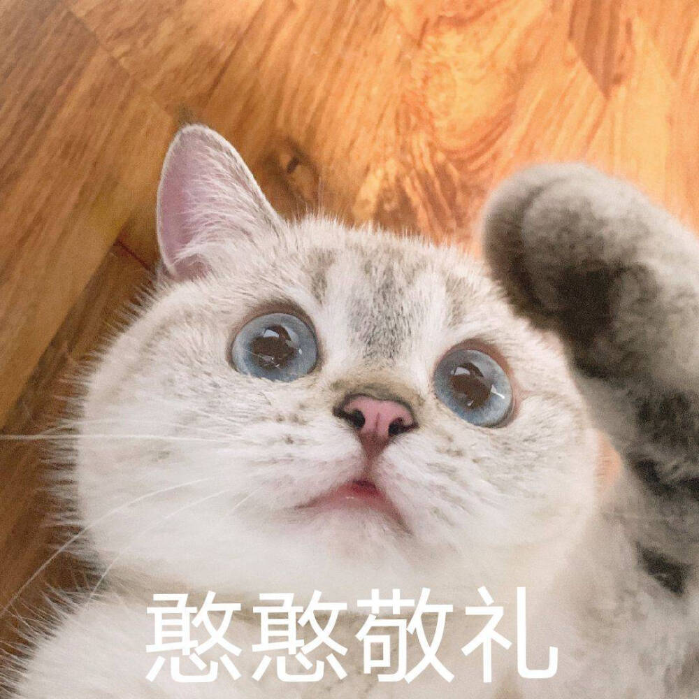 猫猫表情包