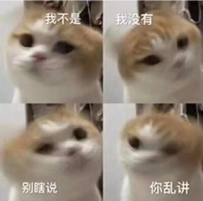 猫狗表情包