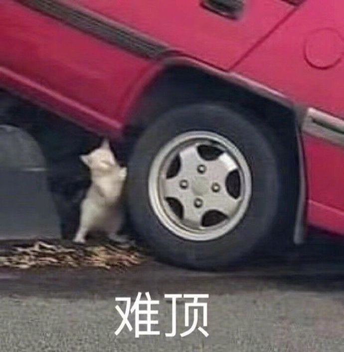 猫狗表情包