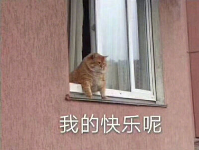 猫狗表情包