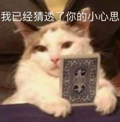 猫狗表情包