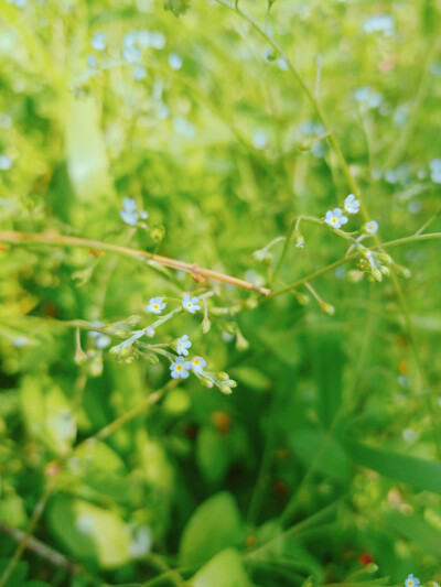 风景 景物 花卉 植物 拍摄 摄影 景物 美 天空（均为本人摄影@梓无柯）