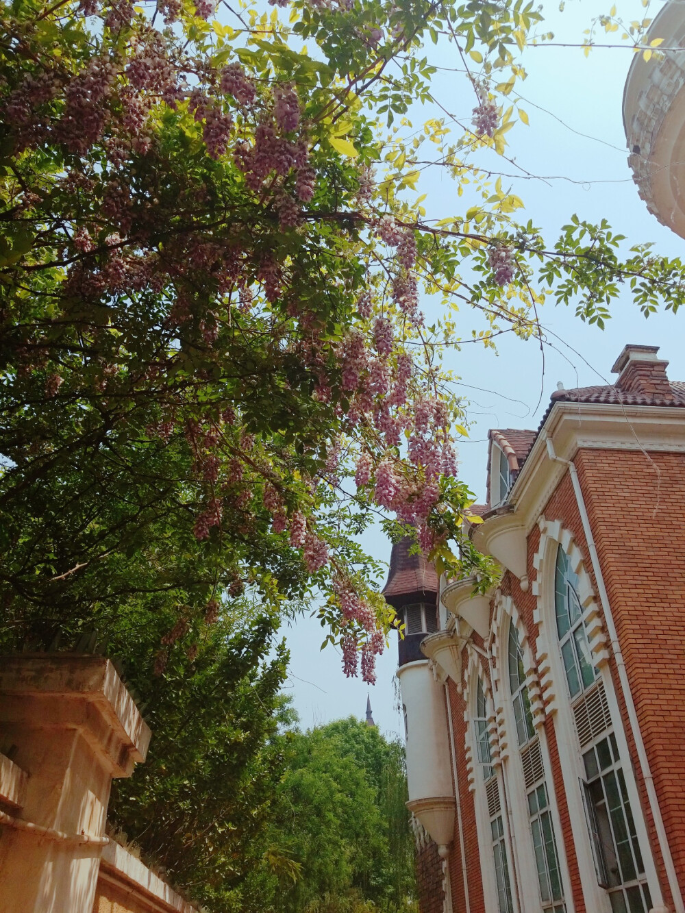 风景 景物 花卉 植物 拍摄 摄影 景物 美 天空（均为本人摄影@梓无柯）