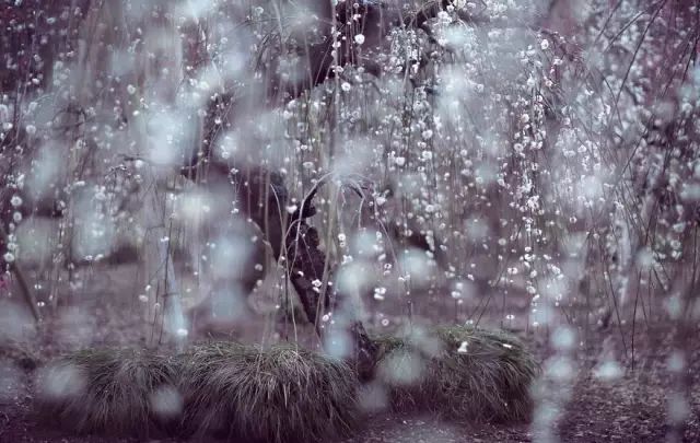 
这一片梅花花海，拍摄地坐标日本。摄影师Hidenobu认为，春天是访问日本最好的季节，你会惊讶地看到它自然美有多美，几乎每一株树木都在盛开。