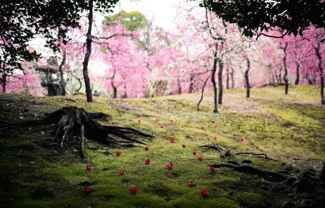 
这一片梅花花海，拍摄地坐标日本。摄影师Hidenobu认为，春天是访问日本最好的季节，你会惊讶地看到它自然美有多美，几乎每一株树木都在盛开。