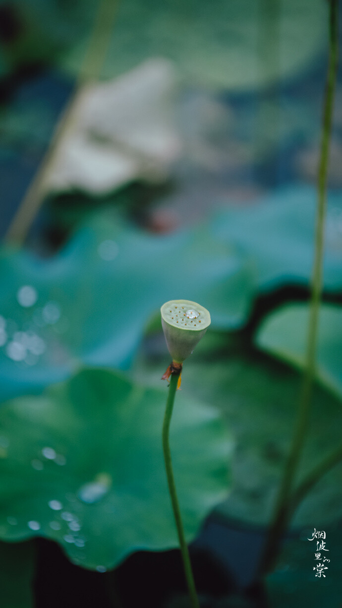 【原创】《清晨感怀》
夜来微雨润清晨，朝气混蒙无意晴
园静径幽鸟鸣脆，凉风徐来近似秋
广场几人南北事，云重迫近覆水来
天时无常难尽意，世人难得自清明
文/ 石家庄—金山
图/烟波里的棠（已授权）（订阅 @一诗一文 发现诗意生活、每天给你温暖陪伴 ）