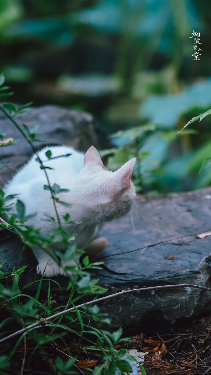 【原创】《清晨感怀》
夜来微雨润清晨，朝气混蒙无意晴
园静径幽鸟鸣脆，凉风徐来近似秋
广场几人南北事，云重迫近覆水来
天时无常难尽意，世人难得自清明
文/ 石家庄—金山
图/烟波里的棠（已授权）（订阅 @一诗一文 发现诗意生活、每天给你温暖陪伴 ）