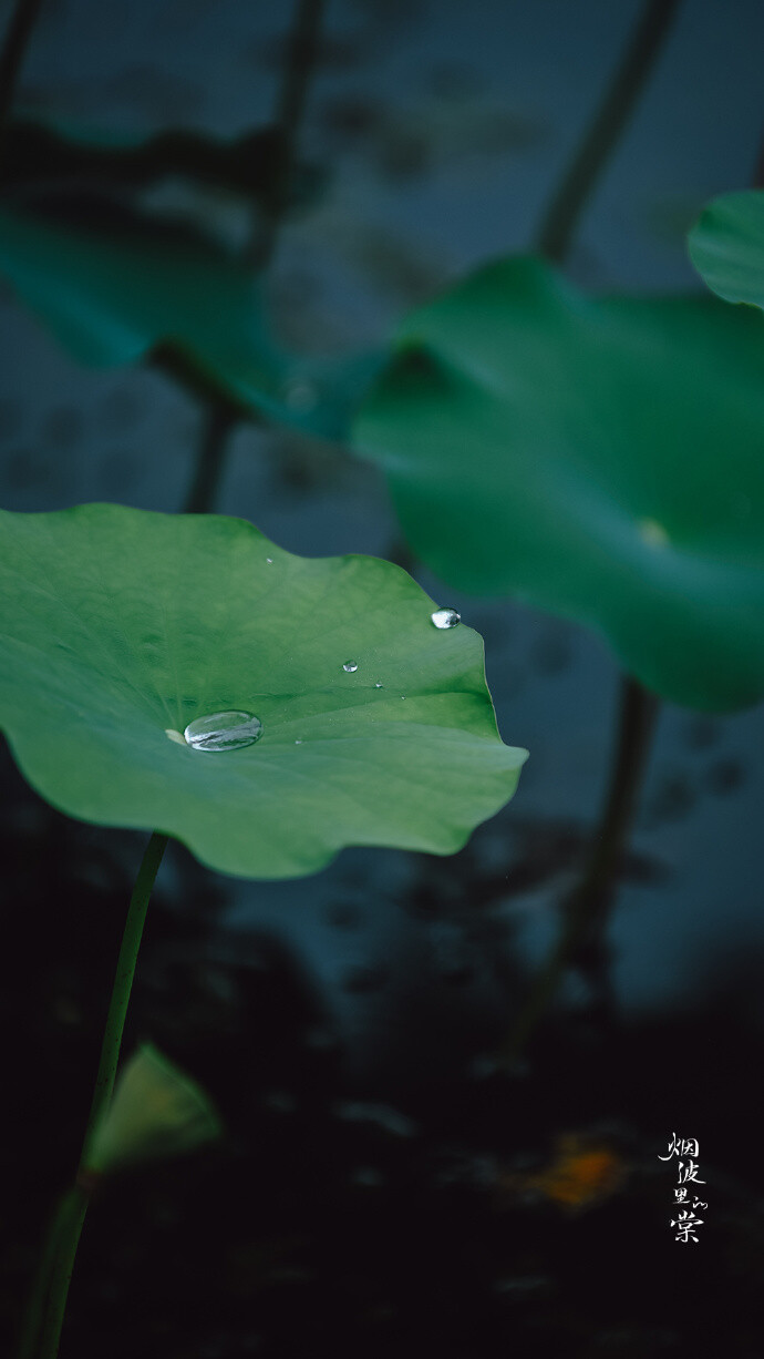 【原创】《清晨感怀》
夜来微雨润清晨，朝气混蒙无意晴
园静径幽鸟鸣脆，凉风徐来近似秋
广场几人南北事，云重迫近覆水来
天时无常难尽意，世人难得自清明
文/ 石家庄—金山
图/烟波里的棠（已授权）（订阅 @一诗一文 发现诗意生活、每天给你温暖陪伴 ）